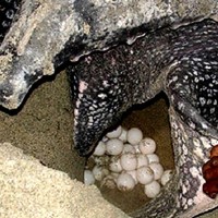 Watch Sea Turtles Laying Eggs In Con Dao5