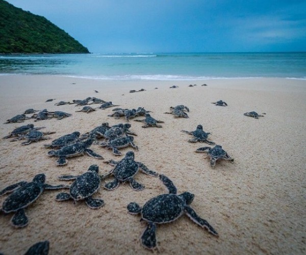 Bay Canh Island Of Con Dao