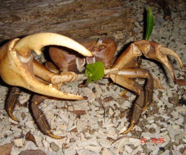 Tank Crab Of Con Dao