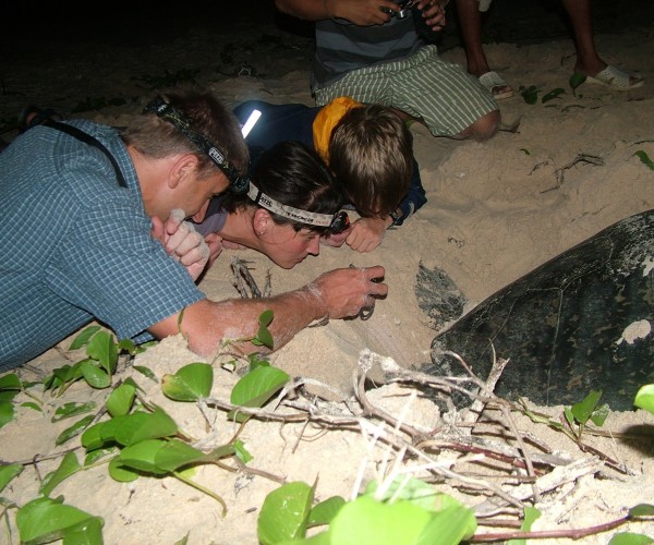 Watch Sea Turtles Laying Eggs In Con Dao