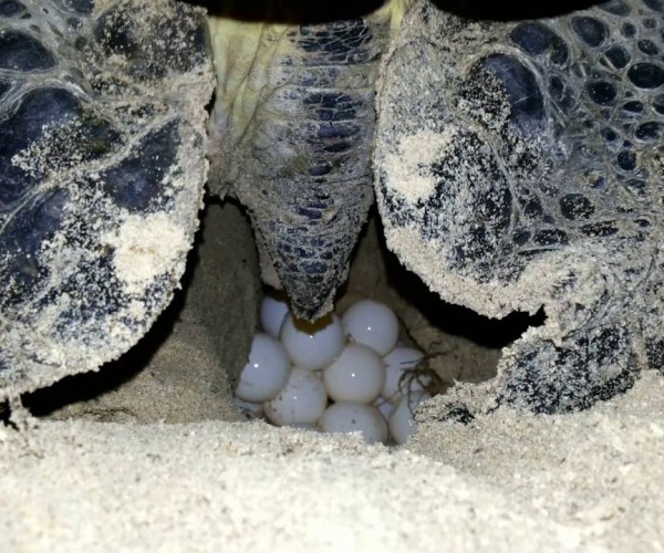 Watch Sea Turtles Laying Eggs In Con Dao2