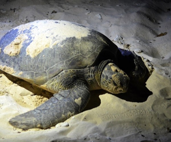 Watch Sea Turtles Laying Eggs In Con Dao3